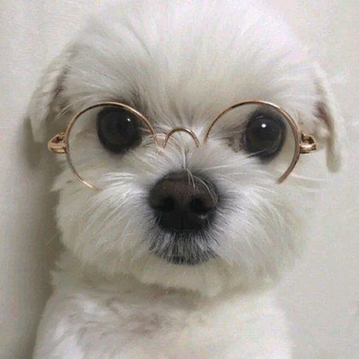 🐶 Стикер «telexorros» для Telegram