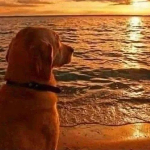 🐶 Стикер «telexorros» для Telegram