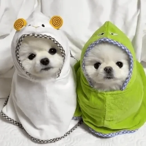 🐶 Стикер «telexorros» для Telegram