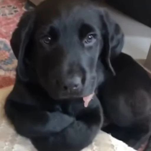 🐶 Стикер «telexorros» для Telegram