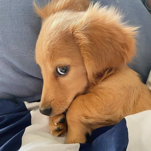 🐶 Стикер «telexorros» для Telegram