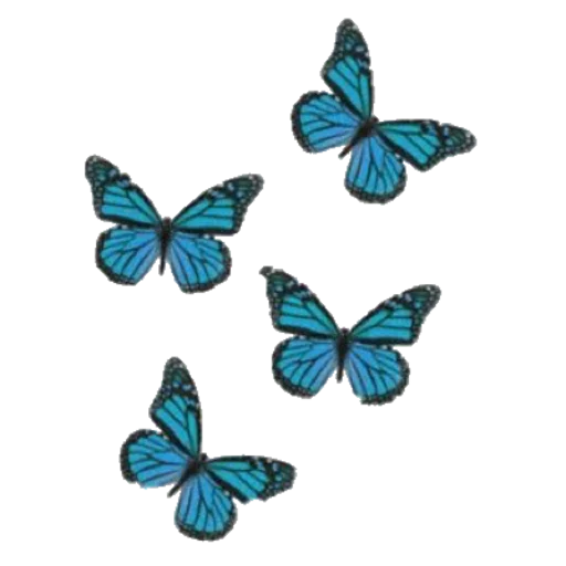 🦋 Стикер «моя любовь» для Telegram