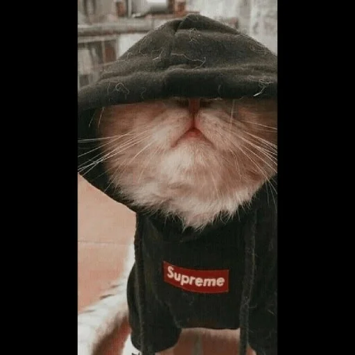 😼 Стикер «kitiki» для Telegram