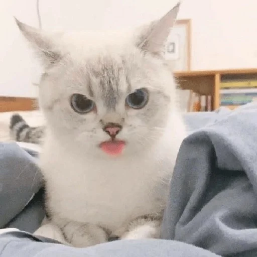 😼 Стикер «kitiki» для Telegram