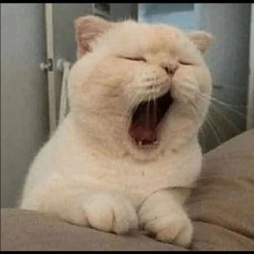 😼 Стикер «kitiki» для Telegram