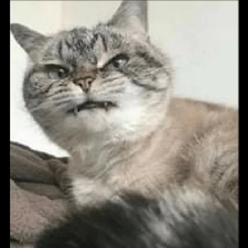 😼 Стикер «kitiki» для Telegram