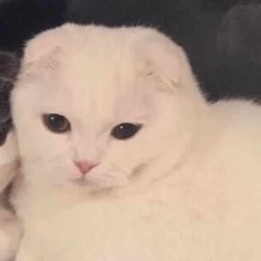 😼 Стикер «kitiki» для Telegram