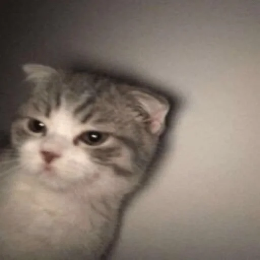 😼 Стикер «kitiki» для Telegram