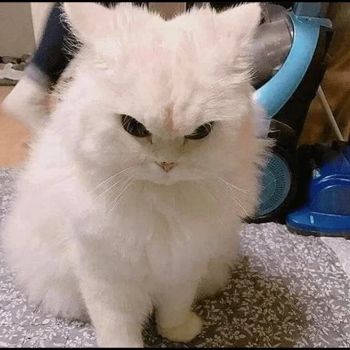 😼 Стикер «kitiki» для Telegram