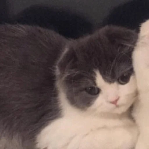 😼 Стикер «kitiki» для Telegram