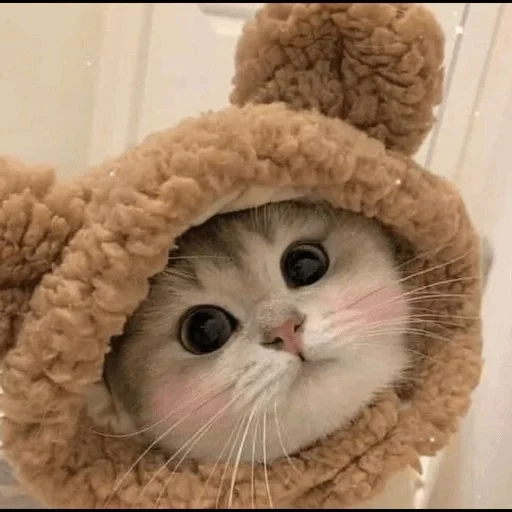 😼 Стикер «kitiki» для Telegram