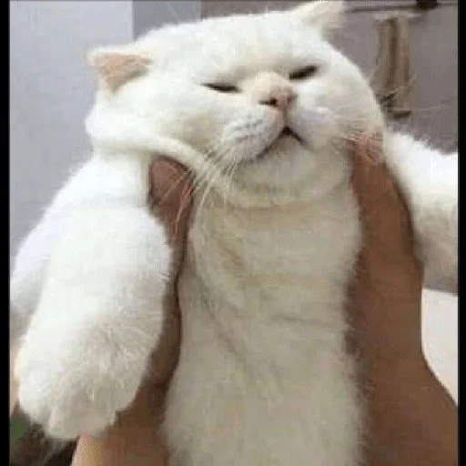 😼 Стикер «kitiki» для Telegram