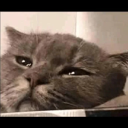 😼 Стикер «kitiki» для Telegram