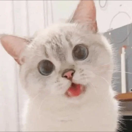 😼 Стикер «kitiki» для Telegram