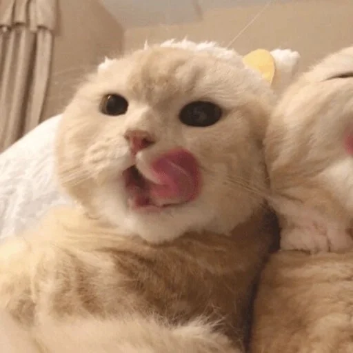 😼 Стикер «kitiki» для Telegram