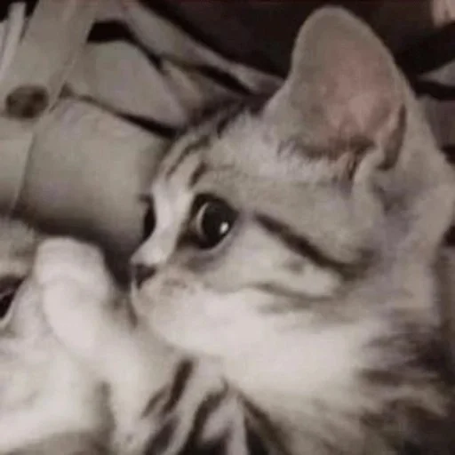 😼 Стикер «kitiki» для Telegram