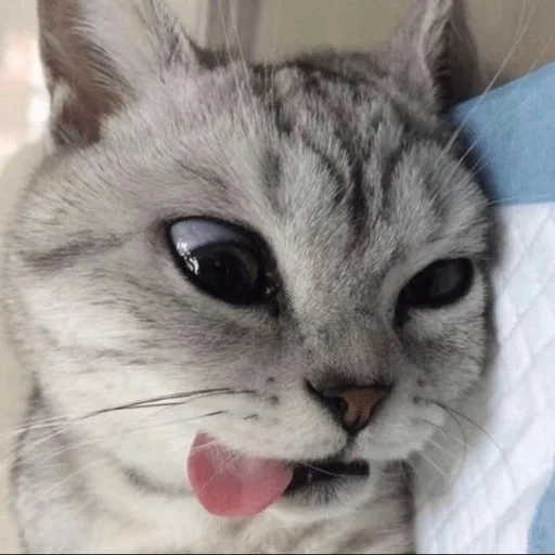😼 Стикер «kitiki» для Telegram
