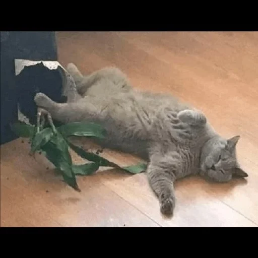 😼 Стикер «kitiki» для Telegram