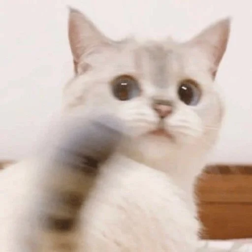 😼 Стикер «kitiki» для Telegram