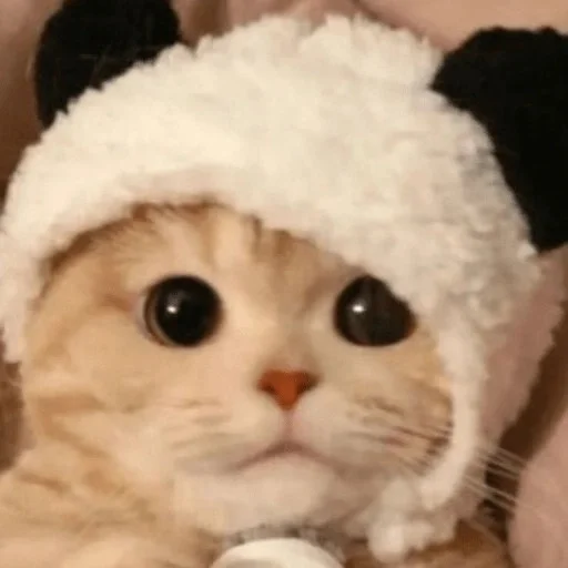 😼 Стикер «kitiki» для Telegram