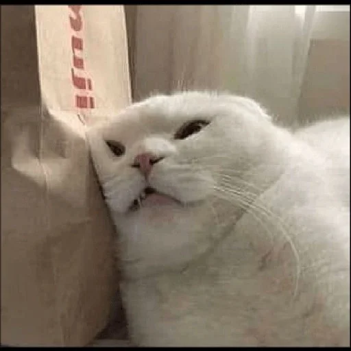 😼 Стикер «kitiki» для Telegram