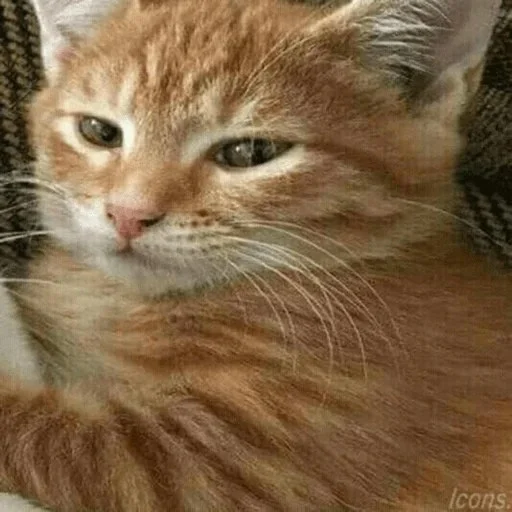 😼 Стикер «kitiki» для Telegram