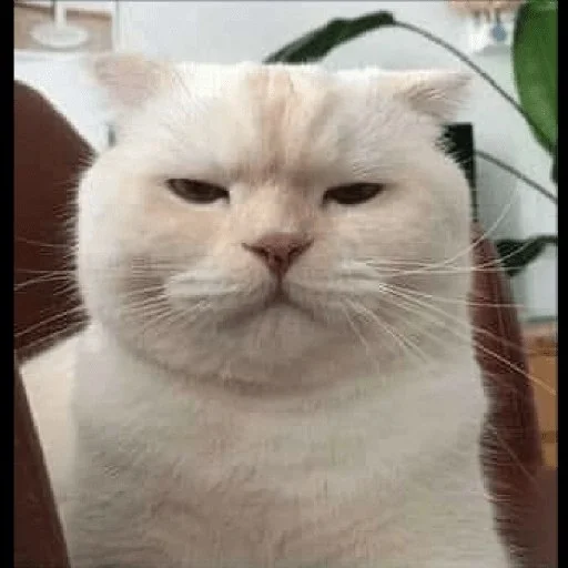 😼 Стикер «kitiki» для Telegram