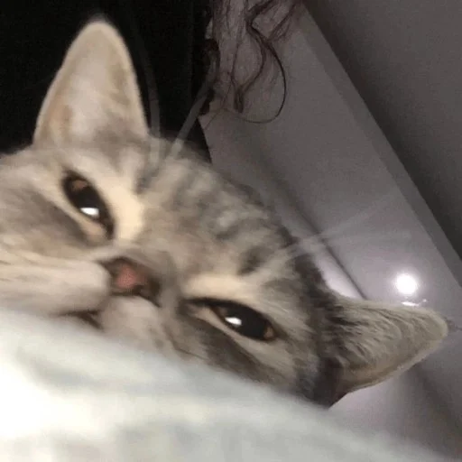 😼 Стикер «kitiki» для Telegram