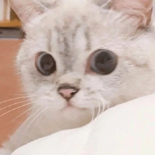 😼 Стикер «kitiki» для Telegram