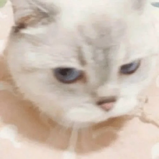 😼 Стикер «kitiki» для Telegram