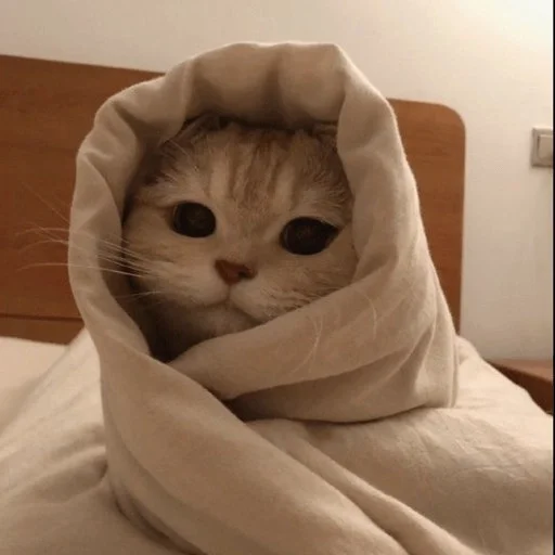 😼 Стикер «kitiki» для Telegram