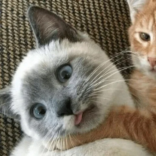 😼 Стикер «kitiki» для Telegram
