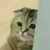 😢 Эмодзи «test cats» для Telegram