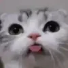 😛 Эмодзи «test cats» для Telegram