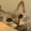 😺 Эмодзи «test cats» для Telegram