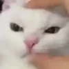😠 Эмодзи «test cats» для Telegram