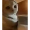 🥺 Эмодзи «test cats» для Telegram