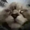 😑 Эмодзи «test cats» для Telegram