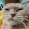 😑 Эмодзи «test cats» для Telegram