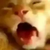 😫 Эмодзи «test cats» для Telegram