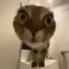 😳 Эмодзи «test cats» для Telegram