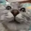 😳 Эмодзи «test cats» для Telegram