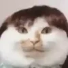 Стикерпак test cats для Telegram