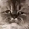 😒 Эмодзи «test cats» для Telegram