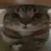 😐 Эмодзи «test cats» для Telegram