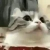 🙄 Эмодзи «test cats» для Telegram