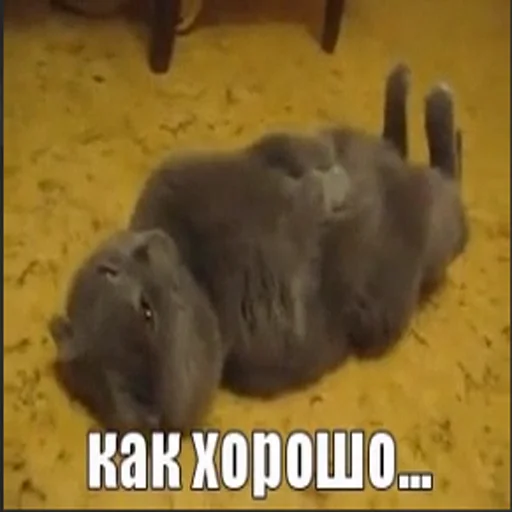 😺 Стикер «Рандомчик TF2 RUS CHAT» для Telegram