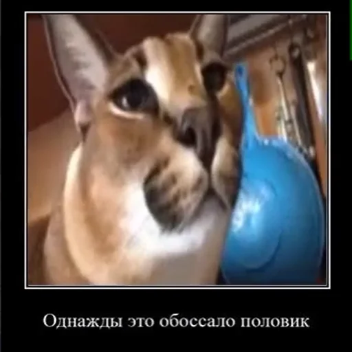 🐱 Стикер «Рандомчик TF2 RUS CHAT» для Telegram
