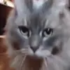 Стикер 57 cats add #cat #коты
