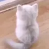 Стикер 32 cats add #cat #коты